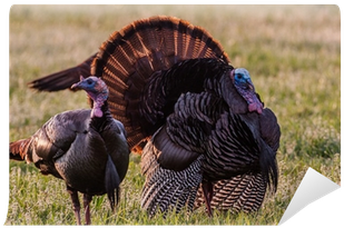 Domesticated Turkey (400x400), Png Download