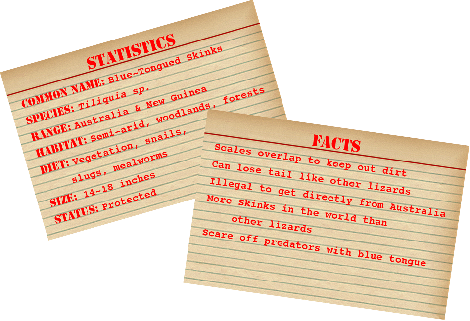 Blue-tongued Skink Stats And Facts - Facts About Burmese Pythons (950x650), Png Download