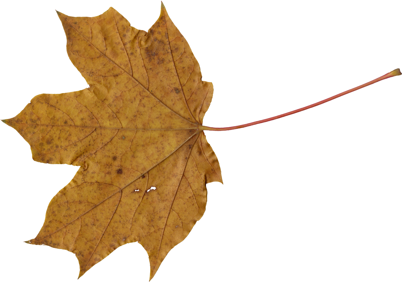 Something That Looks A Lot Like A Rust Stain Or Metal (1377x1000), Png Download