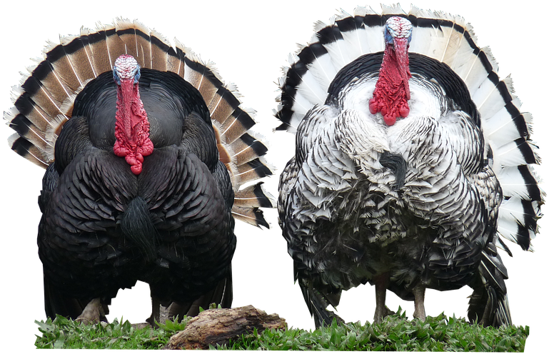 Turkeys,cut,out - Out Poster Print (500x323), Png Download