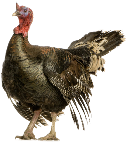 Search For - - Wild Turkey (500x500), Png Download