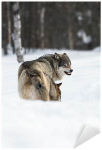 Lobos Enojados (400x400), Png Download