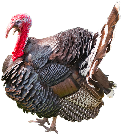 Search For - - Turkey (500x500), Png Download