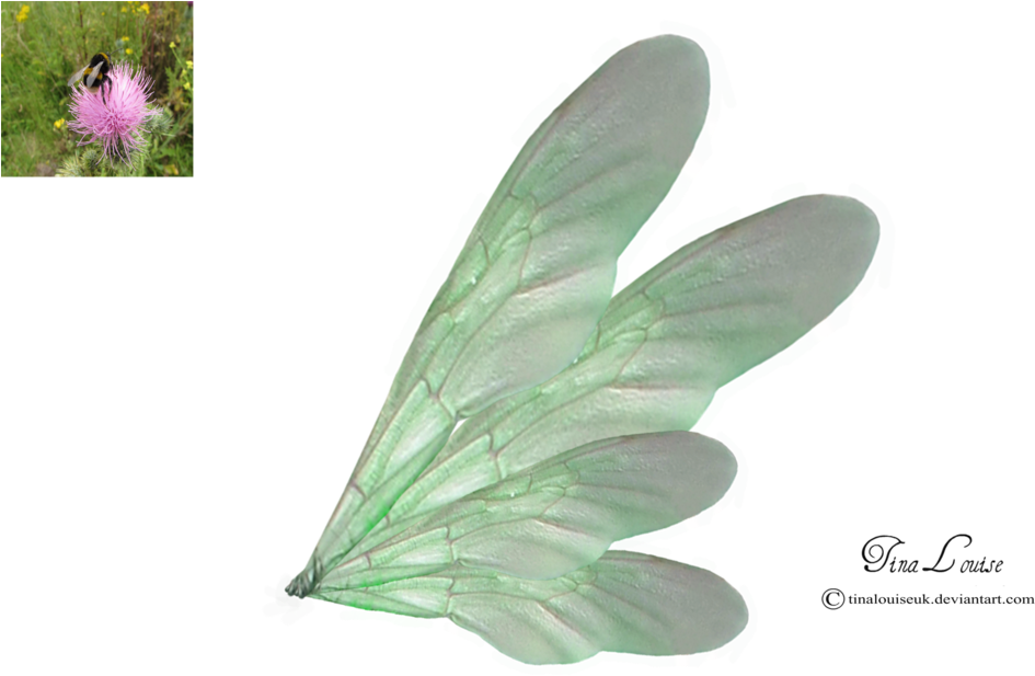 Green Wings By Tinalouiseuk Green Wing, Wings Png, - .net (1024x683), Png Download