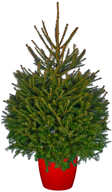 Norway Spruce - Christmas Tree In Pot (510x652), Png Download