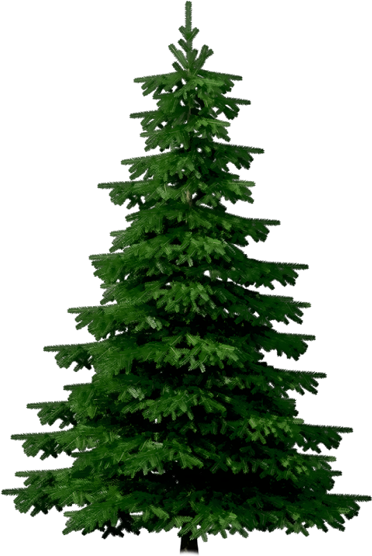 Crop Tree Png - Merry Christmas Christmas Festival (1600x1000), Png Download