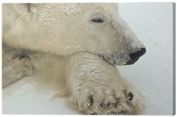 Polar Bear (400x400), Png Download