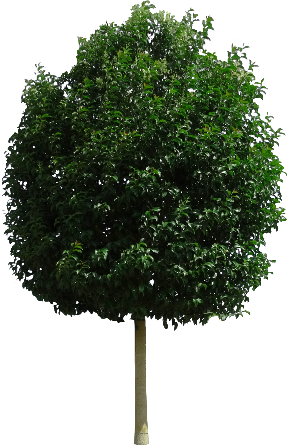 Null - New Mexico Maple (1013x1500), Png Download