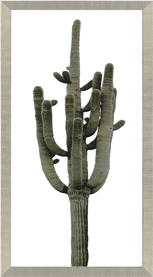 Saguaro Ii - Bungalow Rose 'saguaro Ii' Framed Graphic Art Print (550x550), Png Download