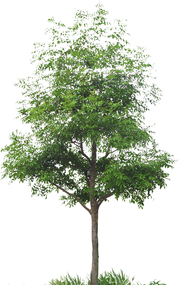 Have Discovered Japanese Culture - Cut Out Maple Tree (600x943), Png Download