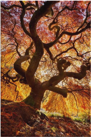 Japanese Flame Tree Landscape Canvas - Japanese Flame Tree (480x480), Png Download
