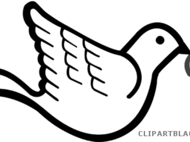 Dove With Olive Branch (640x480), Png Download