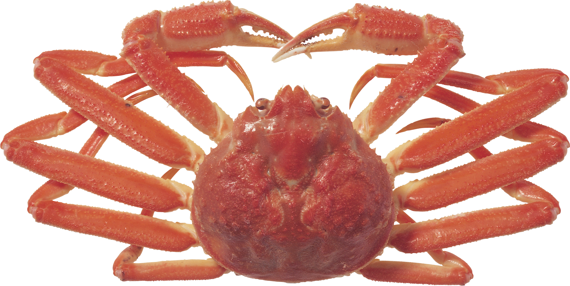 Crab Icon Clipart - Crab (2194x1103), Png Download