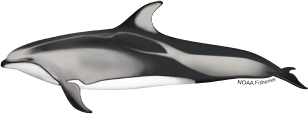 Pacific White-sided Dolphin (640x427), Png Download