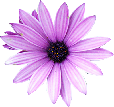 Purple Flower Png - Real Purple Flower Png (400x378), Png Download