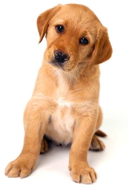 Image Of A Puppy Sitting With Its Head To One Side - Puppy Dogs (451x661), Png Download