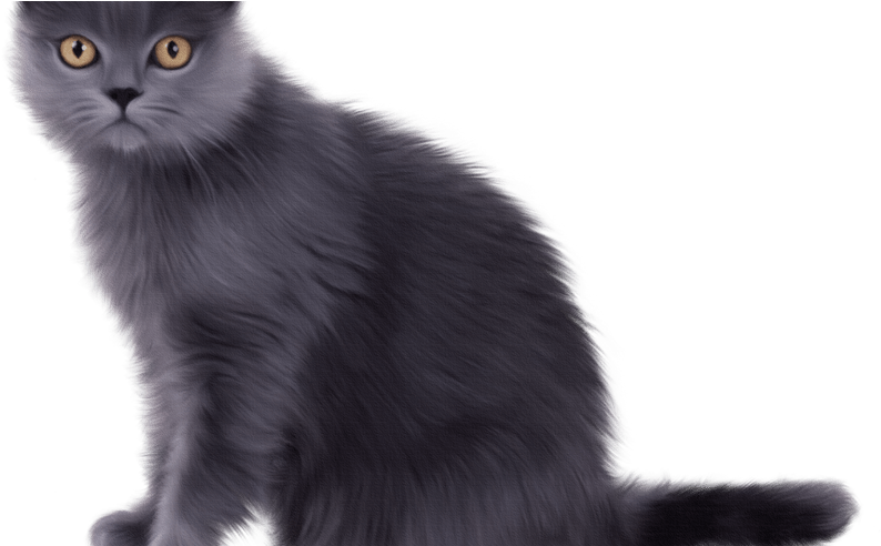 Long Hair Domestic Black Clip Art Beauty - Chartreux Cat (800x491), Png Download