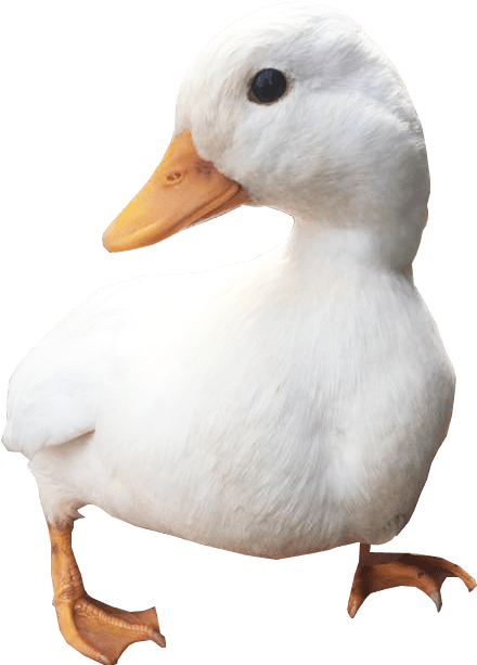 White Duck Png Free Download - Duck (500x630), Png Download