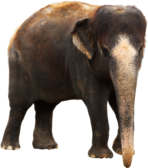 Elephant Png - Indian Elephant Images Png (600x600), Png Download