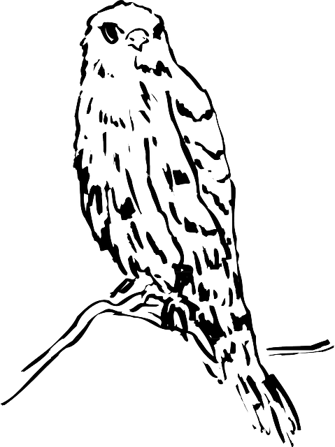 Head, Drawing, Bird, Branch, Watching, Animal, Feathers - Bird (479x640), Png Download