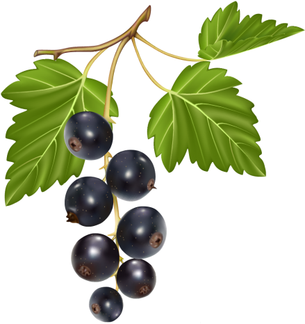 Png Clipart Frutas Pinterest Blueberry Clip Art - Lombardi's Restaurant (444x500), Png Download