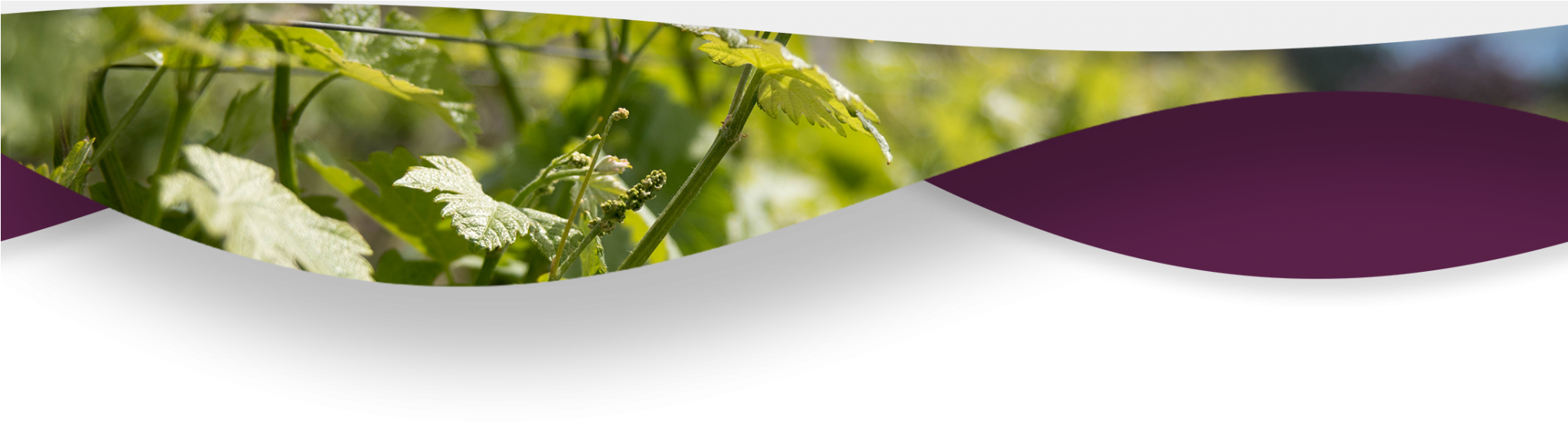 Experience Okanagan Wine Tours-vines - Wine (2048x569), Png Download