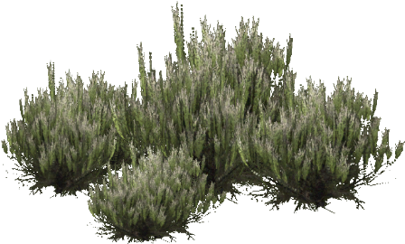 Desert Shrub Png - Shrubland - Free Transparent PNG Download - PNGkey