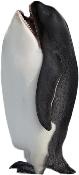 Hybrid Penguin Killer Whale Png Image - Antarctica Gif (650x976), Png Download