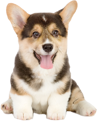 Shadow Puppy - Chicken Wrapped Rawhide Dog Treats Retrievers For Large (332x439), Png Download