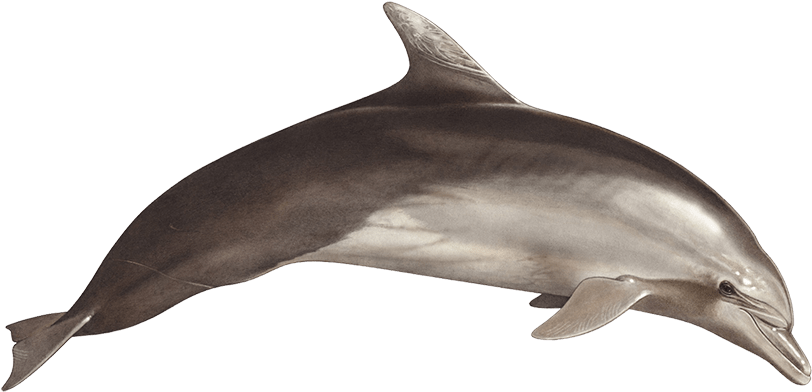 Tethys Research Institute - Bottlenose Dolphin (827x412), Png Download