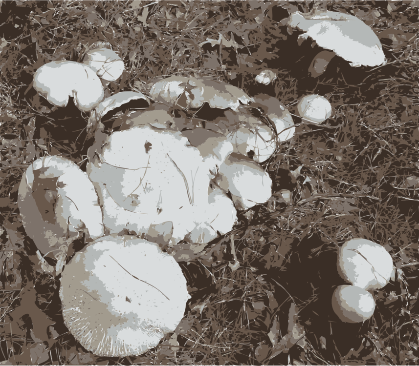 Agaricus Edible Mushroom Oyster Mushroom Pig - Agaricus (857x750), Png Download