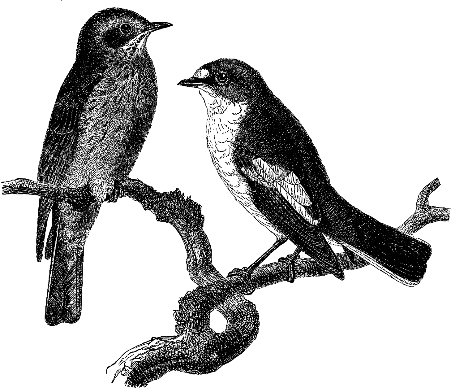 Antique Images - Eastern Kingbird (1600x1382), Png Download