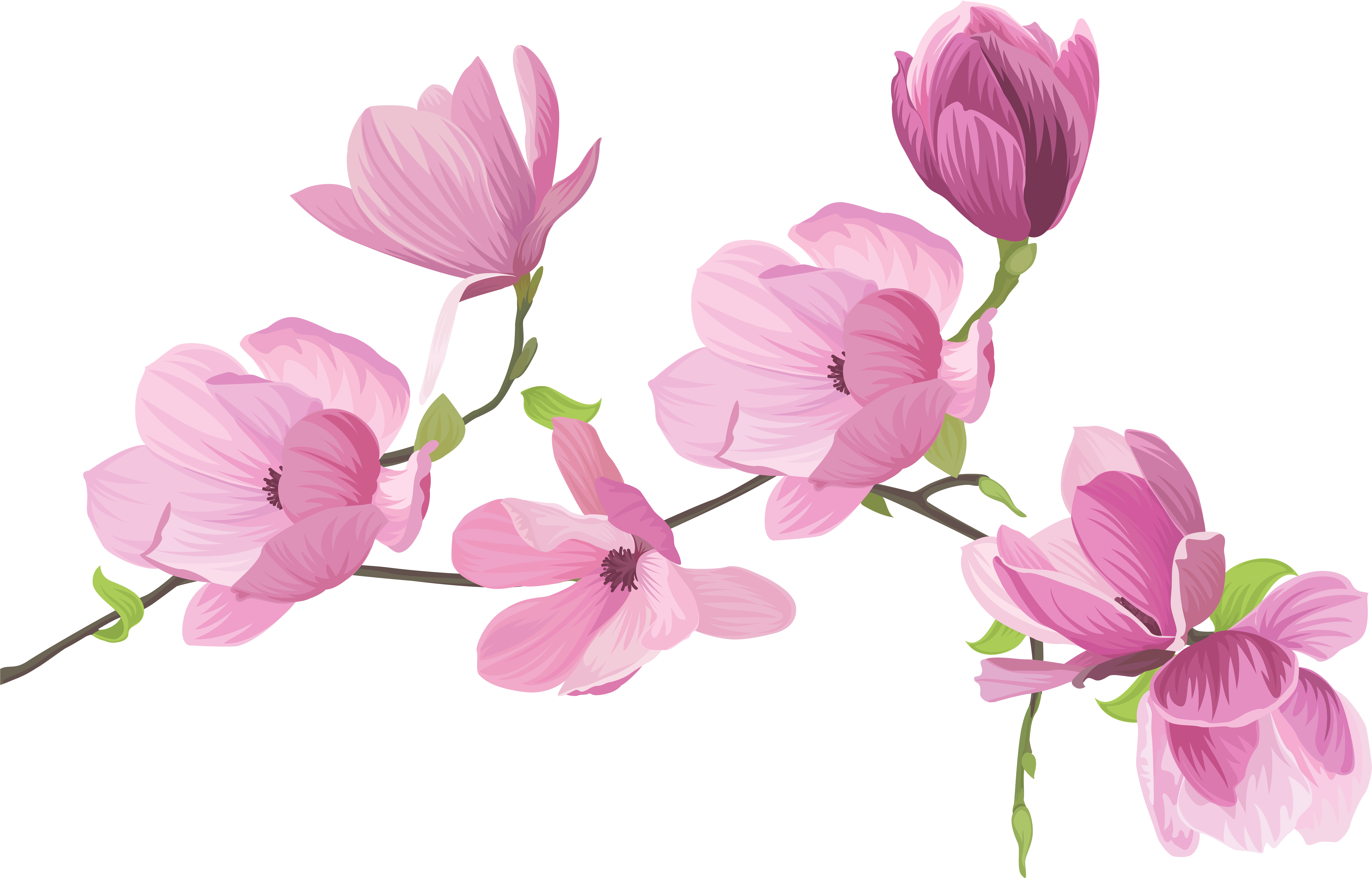 Spring Flowers Png Clip - Clip Art Sweet Pea Flower (8000x5184), Png Download