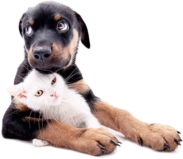 Puppy & Kitten Care - Differences Beween Cats And Dogs (765x690), Png Download
