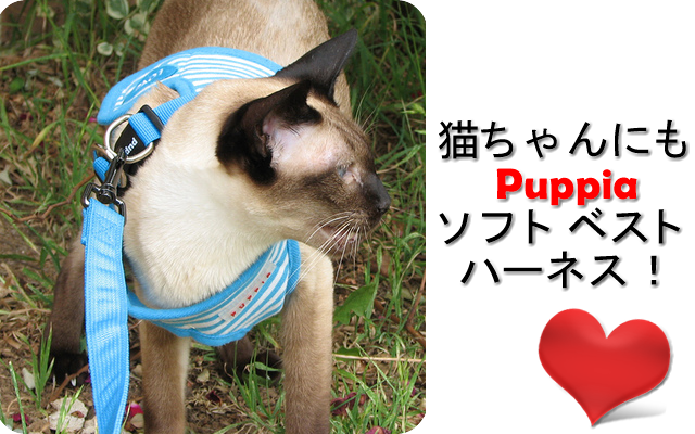 Cat Puppia Harness - デイトナ(daytona) タコメーターハーネスセット Ape50 47316 【バイクパーツ 電装品 (640x400), Png Download