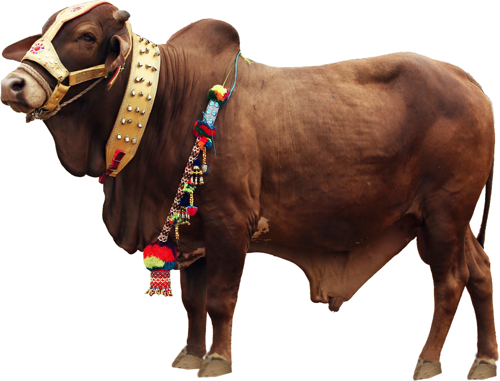Qurbani Cow Png File (480x409), Png Download