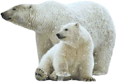 Polar Bear Mother And Son - Polar Bears Transparent Background (400x400), Png Download