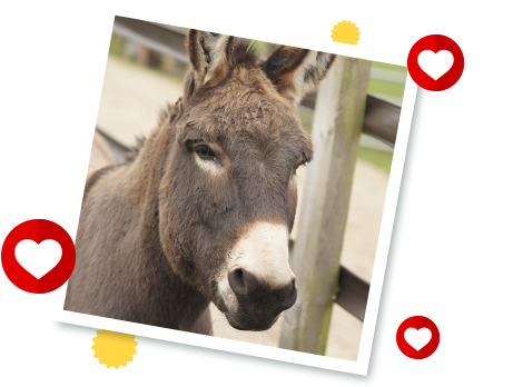 Del Boy's Story - Redwings Horse Sanctuary Del Boy (503x377), Png Download