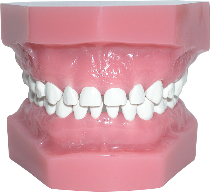 Pedo Model With High Heat Teeth - Human Tooth (750x750), Png Download