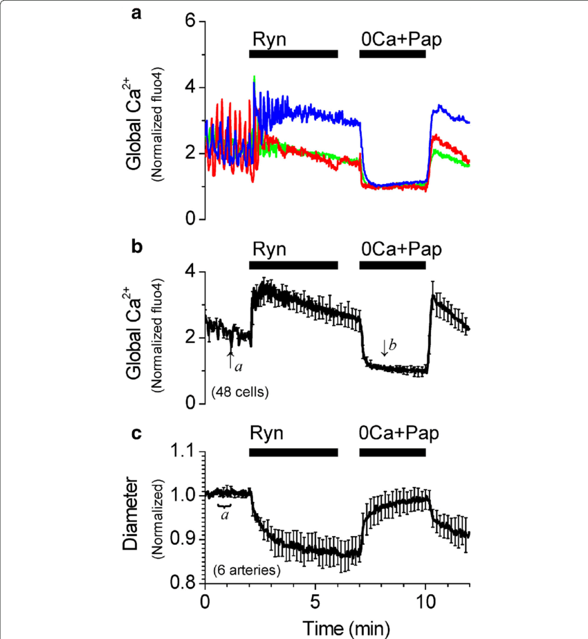 Nhibition Of Ca 2 Sparks With Ryanodine Increases The - Ryanodine (850x924), Png Download