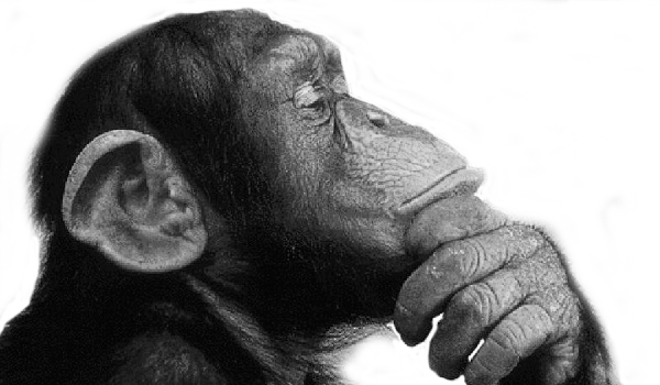We're Not Asking You To Write Them For Us , We Just - Think Monkey (600x350), Png Download