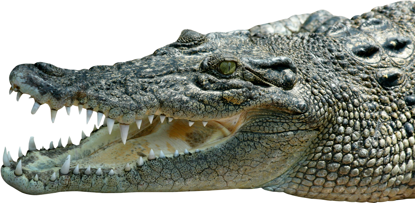 Transparent Crocodile Png (1450x904), Png Download
