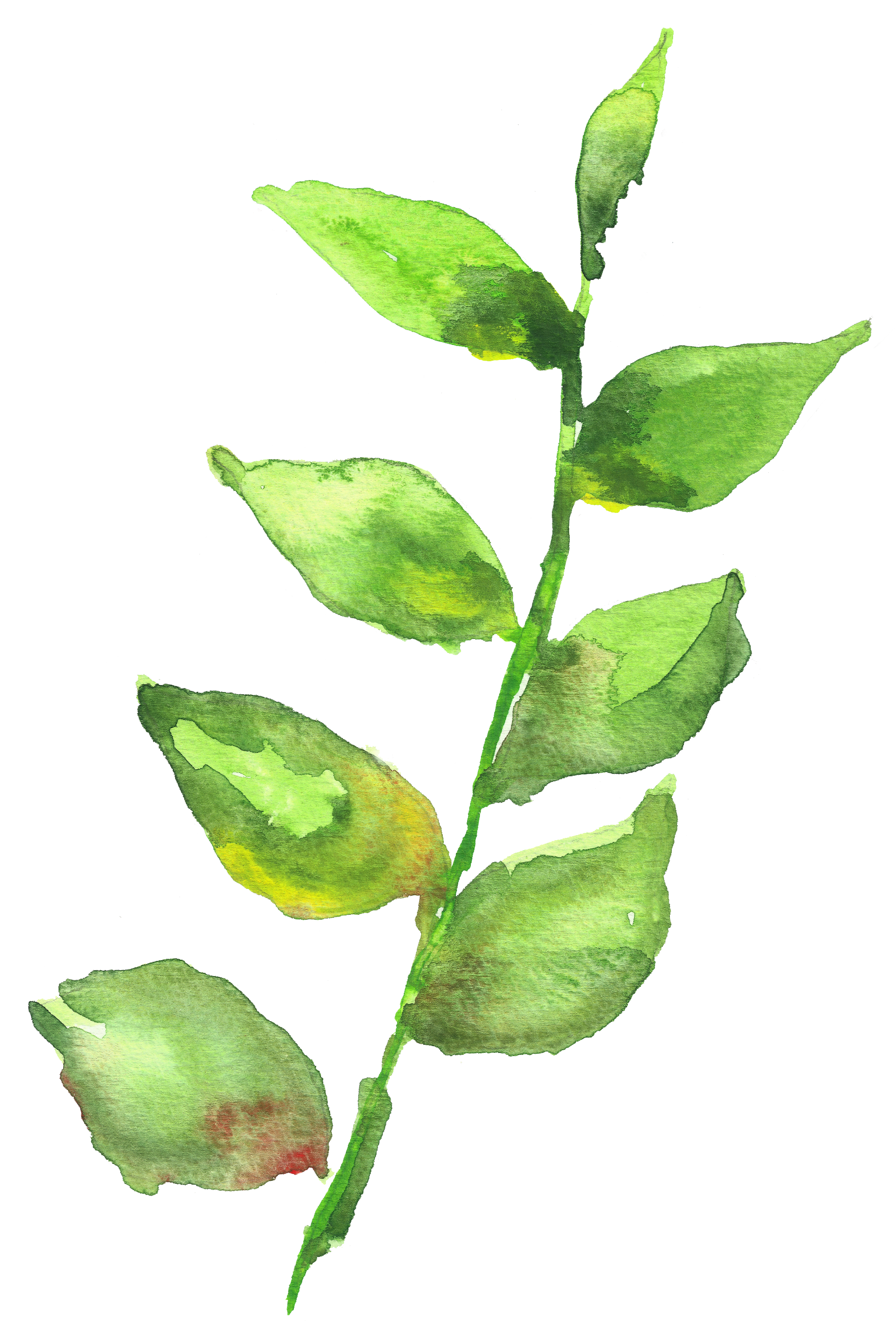 Watercolor Painting Leaf Leaves (2208x3000), Png Download