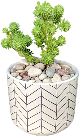 Succulent In Rose Gold Container - Succulent Plant (288x450), Png Download