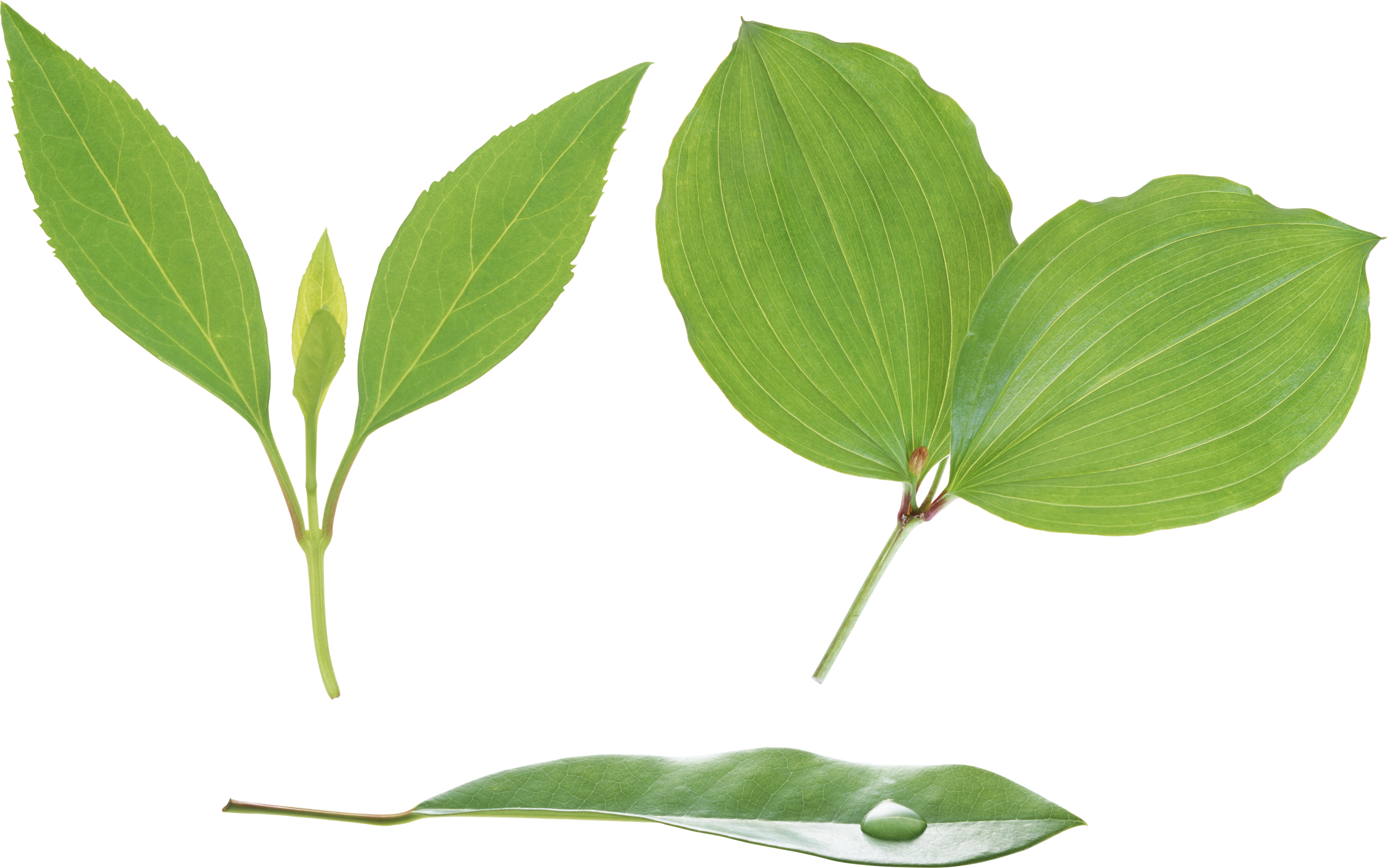 Green Leaves Png Image - Leaf Png (3504x2194), Png Download