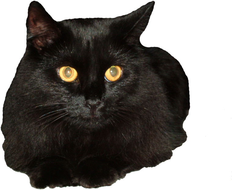 Svg Ekd Gigi The By Eveyd On Deviantart - Gato Negro Png (900x675), Png Download