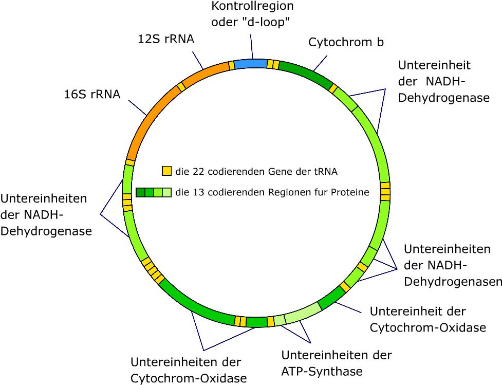 Mitochondrial Dna De - Mitochondrial Dna Png (999x765), Png Download