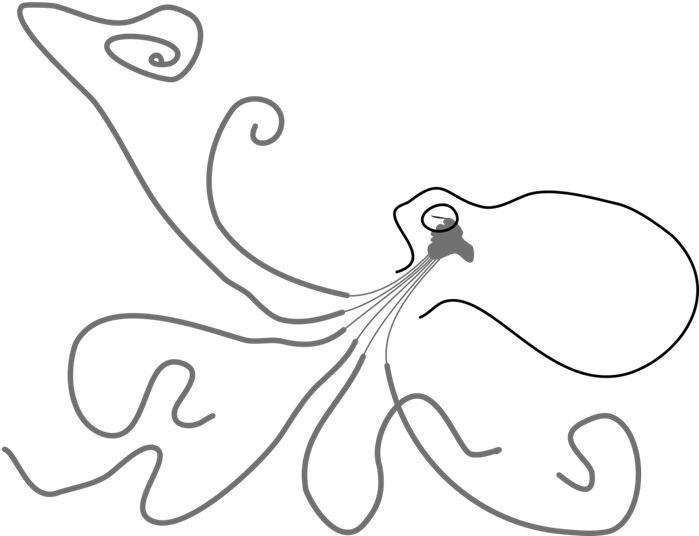 Octopus Nervous System - Nervous System (757x591), Png Download