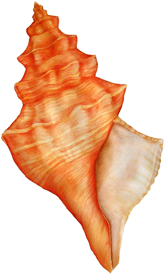 Concha Do Mar Em Png - Concha Do Mar Png (438x600), Png Download