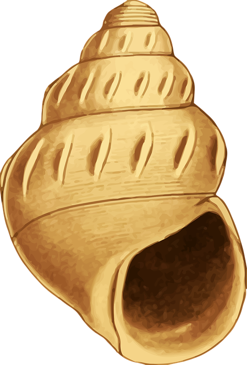 Concha Do Mar Desenho Png (486x720), Png Download